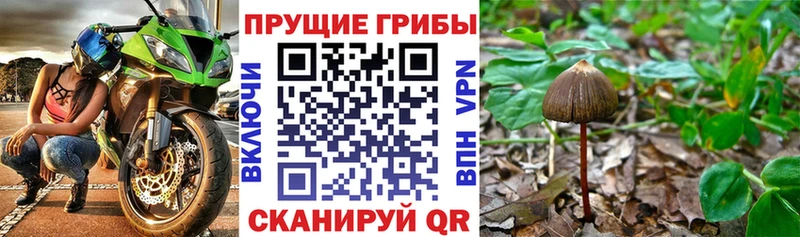 наркота Надым Галлюциногенные грибы Psilocybine cubensis
